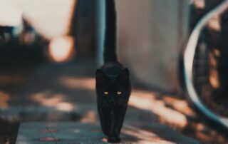 A black cat walking towards the camera