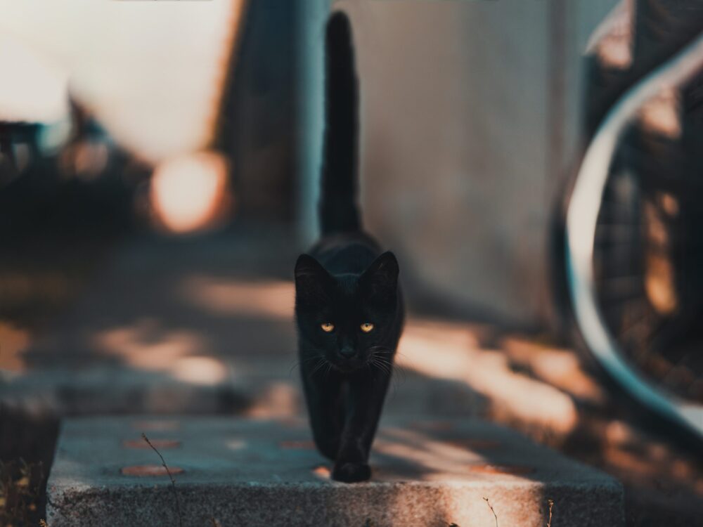 A black cat walking towards the camera